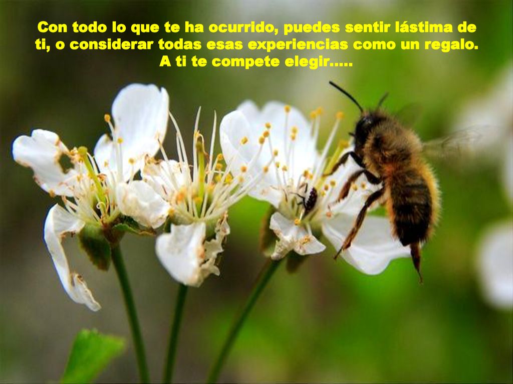 Con todo lo que te ha ocurrido, puedes sentir lástima de ti, o considerar todas esas experiencias como un regalo.