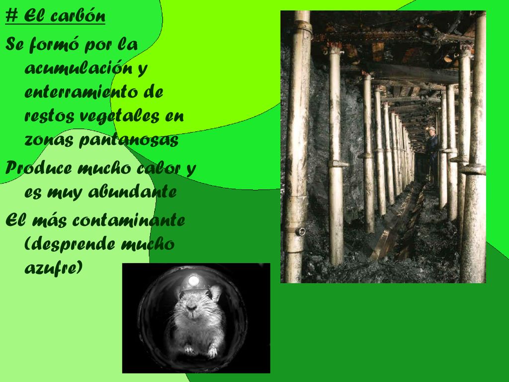 # El carbón Se formó por la acumulación y enterramiento de restos vegetales en zonas pantanosas. Produce mucho calor y es muy abundante.