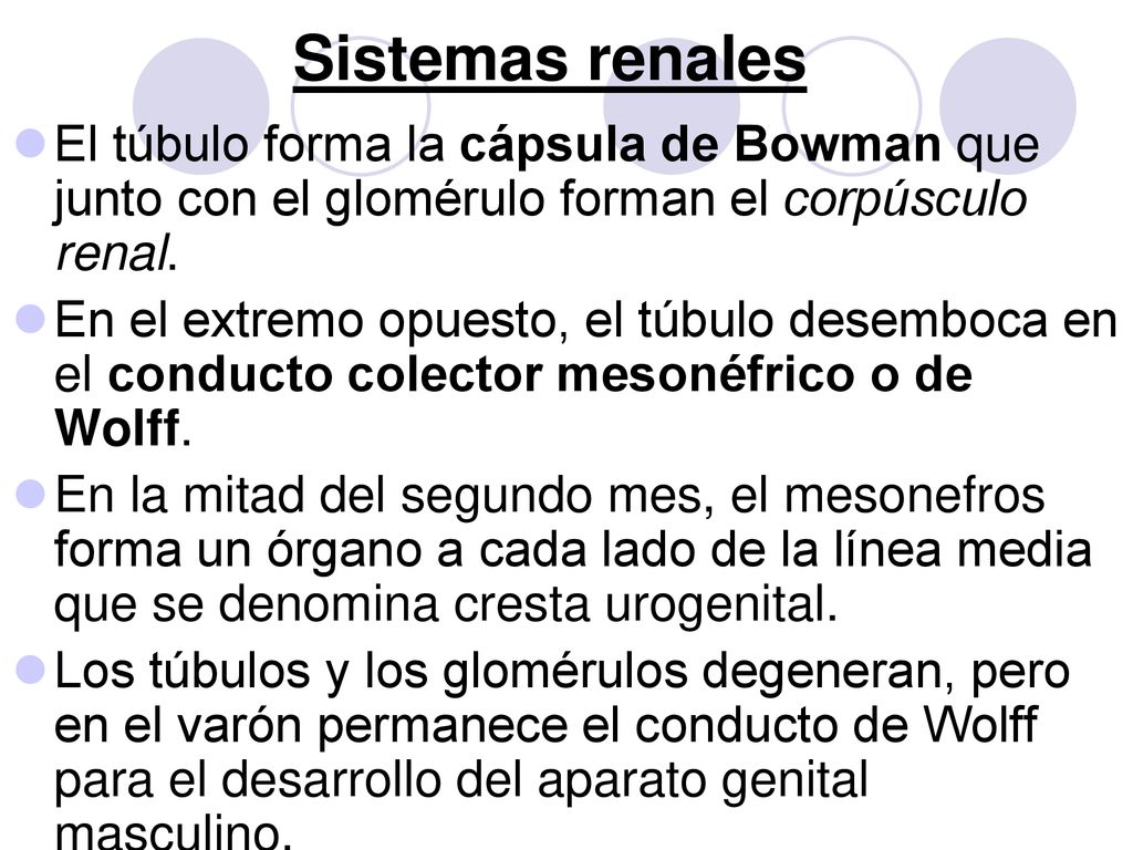 Sistemas renales El túbulo forma la cápsula de Bowman que junto con el glomérulo forman el corpúsculo renal.