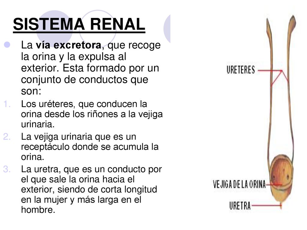 SISTEMA RENAL La vía excretora, que recoge la orina y la expulsa al exterior. Esta formado por un conjunto de conductos que son: