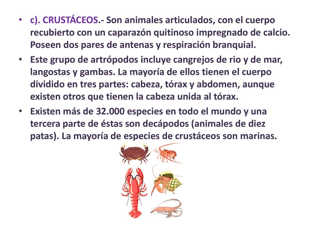 c). CRUSTÁCEOS.- Son animales articulados, con el cuerpo recubierto con un caparazón quitinoso impregnado de calcio. Poseen dos pares de antenas y respiración branquial.