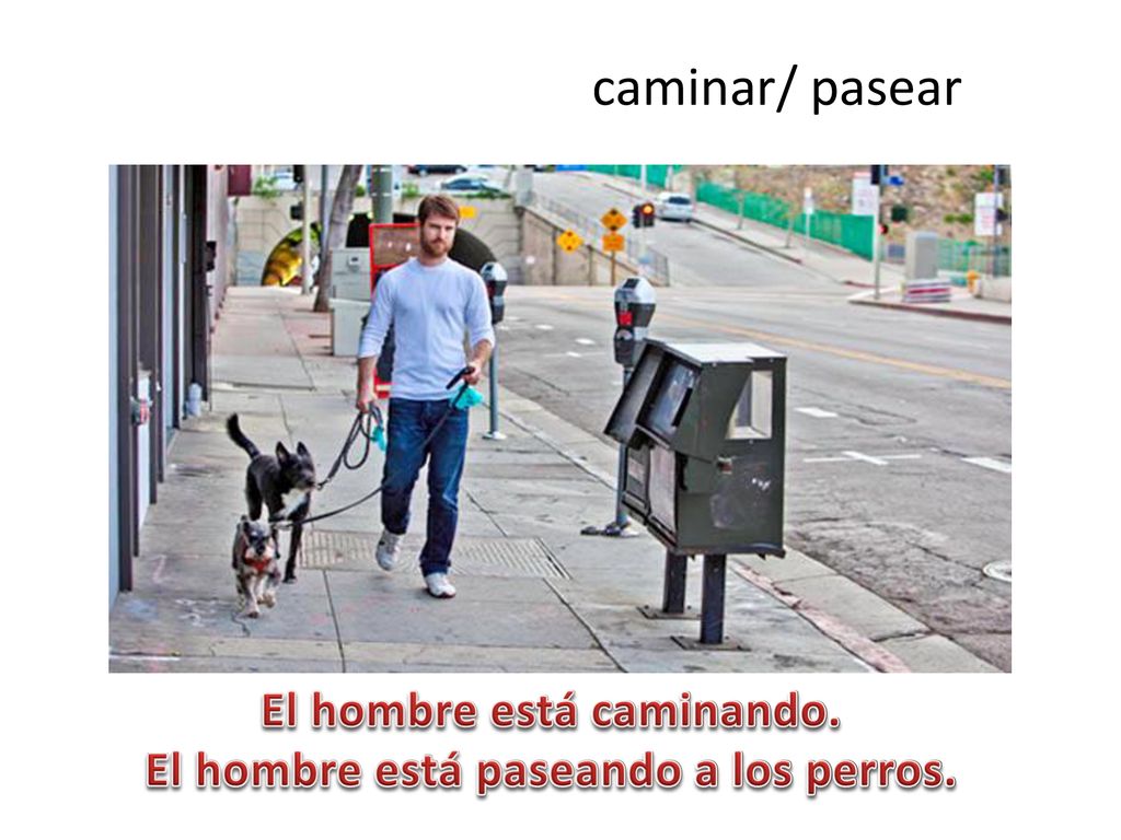 El hombre está caminando. El hombre está paseando a los perros.