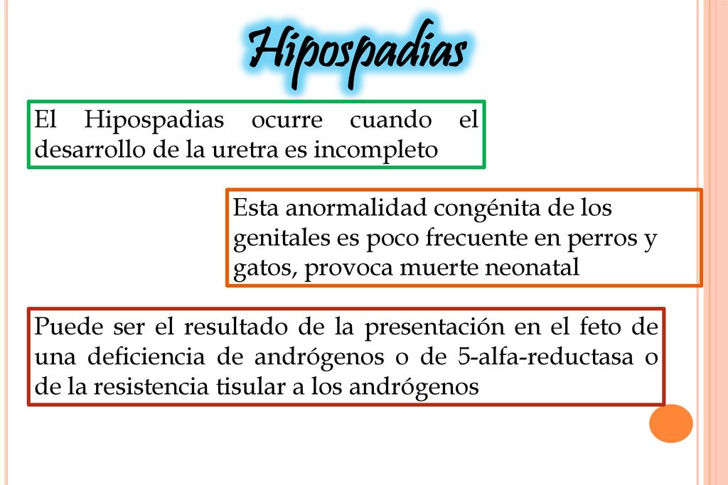 Hipospadias El Hipospadias ocurre cuando el desarrollo de la uretra es incompleto.