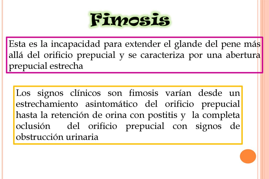 Fimosis Esta es la incapacidad para extender el glande del pene más allá del orificio prepucial y se caracteriza por una abertura prepucial estrecha.