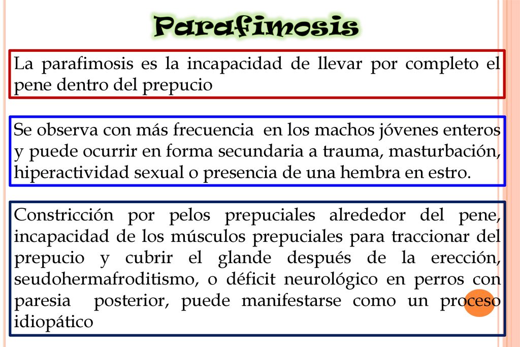 Parafimosis La parafimosis es la incapacidad de llevar por completo el pene dentro del prepucio.