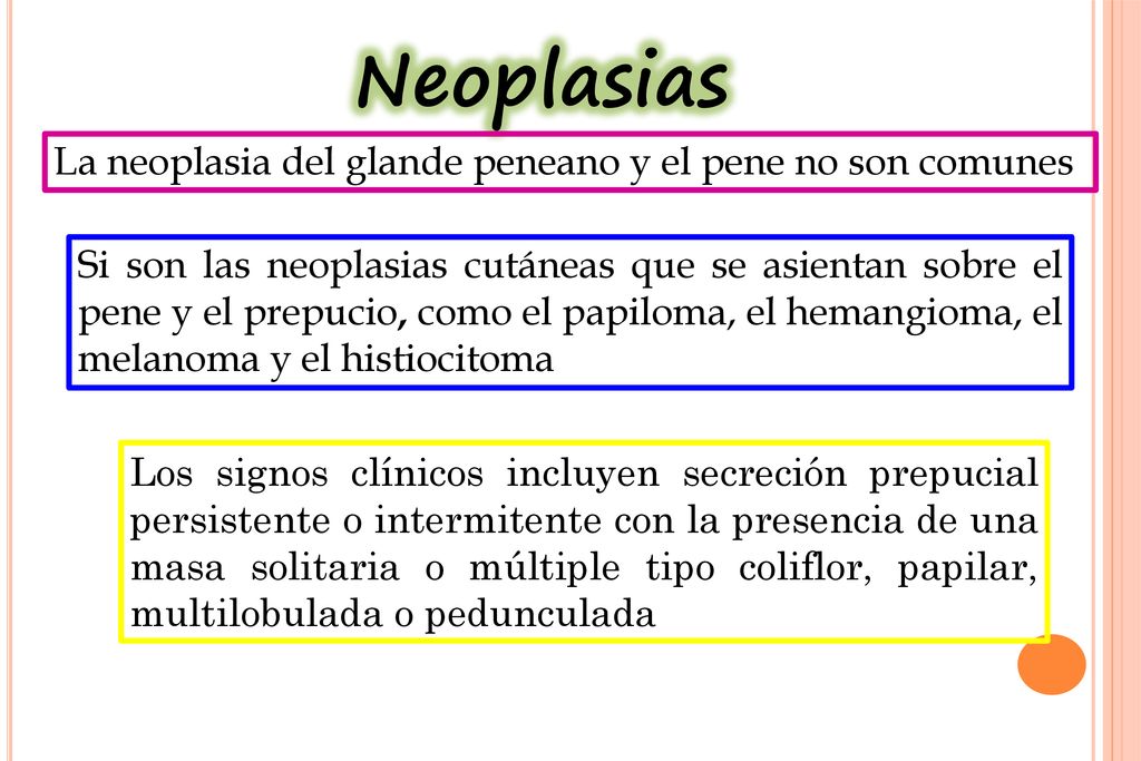 Neoplasias La neoplasia del glande peneano y el pene no son comunes