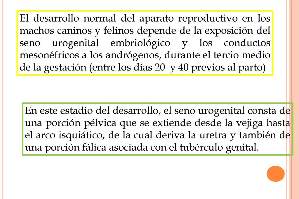 El desarrollo normal del aparato reproductivo en los machos caninos y felinos depende de la exposición del seno urogenital embriológico y los conductos mesonéfricos a los andrógenos, durante el tercio medio de la gestación (entre los días 20 y 40 previos al parto)