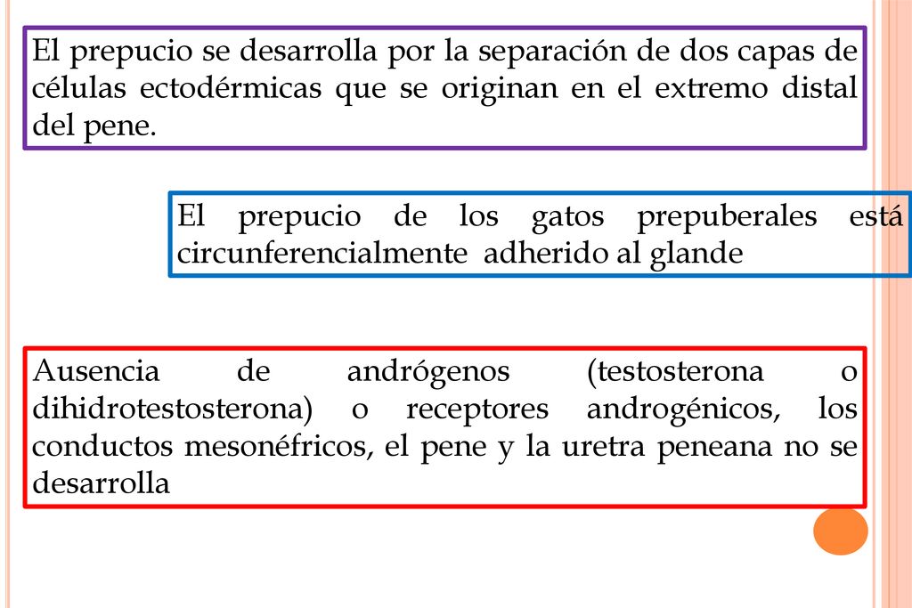 El prepucio se desarrolla por la separación de dos capas de células ectodérmicas que se originan en el extremo distal del pene.