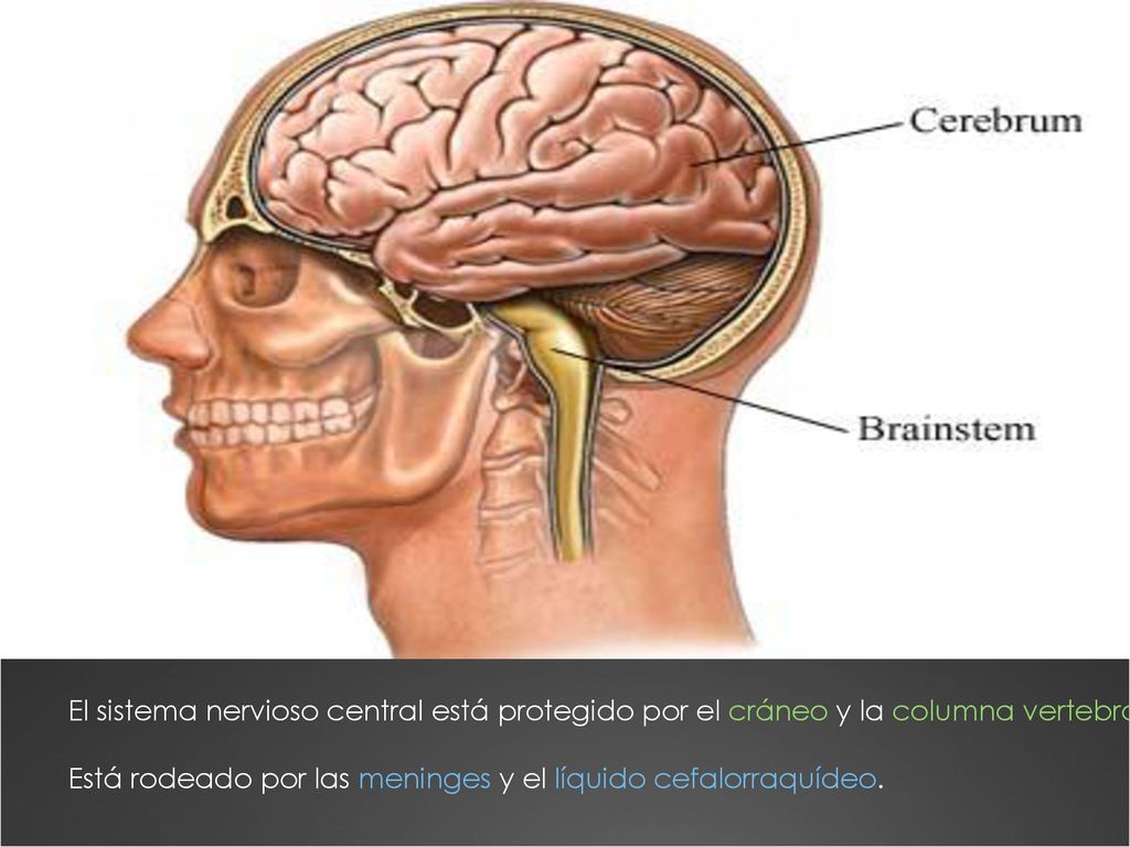 El sistema nervioso central está protegido por el cráneo y la columna vertebral.
