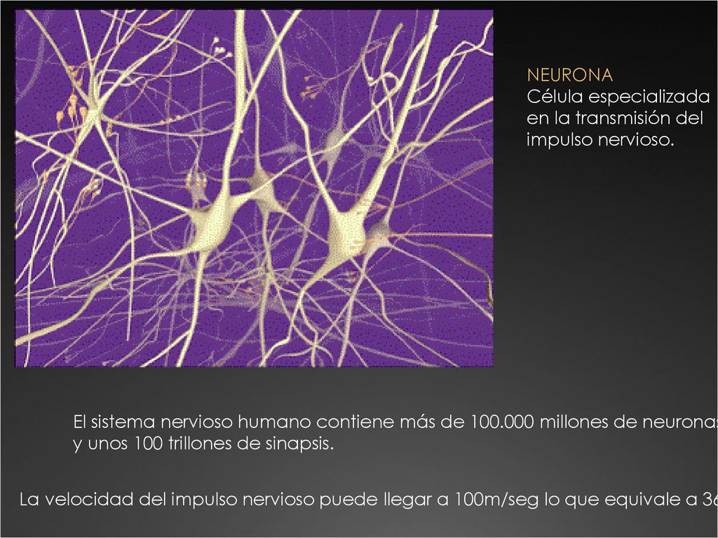 NEURONA Célula especializada. en la transmisión del. impulso nervioso. El sistema nervioso humano contiene más de millones de neuronas.