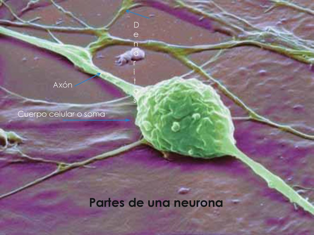 Dendritas Axón Cuerpo celular o soma Partes de una neurona