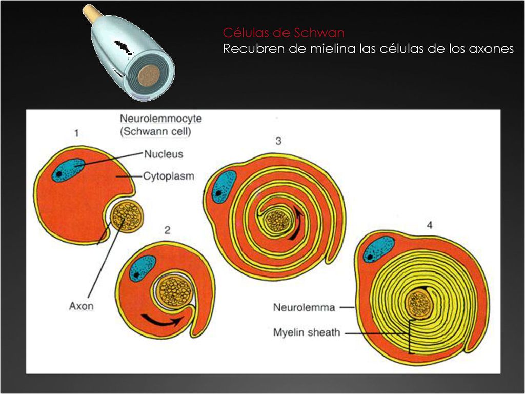 Células de Schwan Recubren de mielina las células de los axones