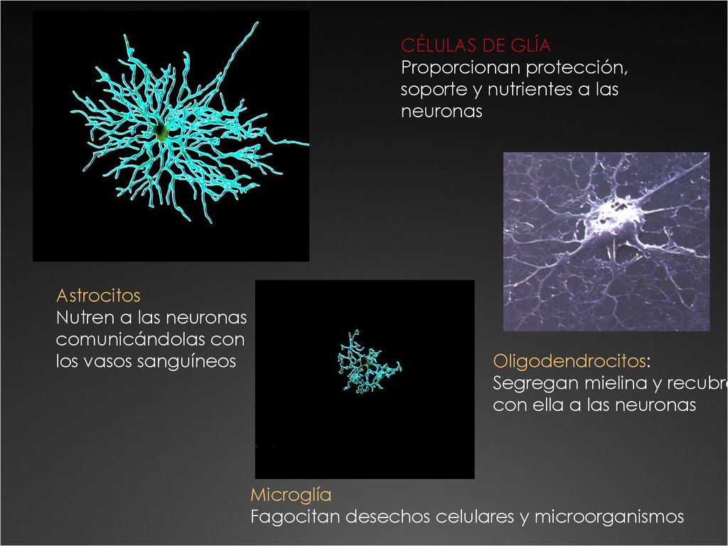 CÉLULAS DE GLÍA Proporcionan protección, soporte y nutrientes a las. neuronas. Astrocitos. Nutren a las neuronas.