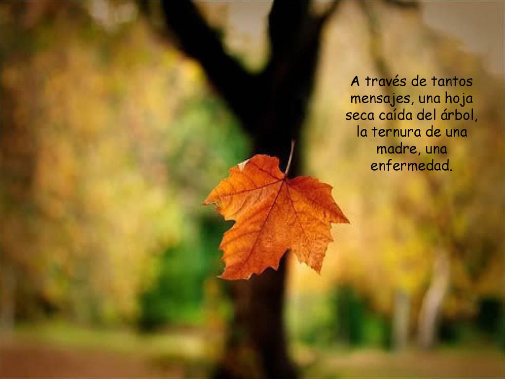 A través de tantos mensajes, una hoja seca caída del árbol, la ternura de una madre, una enfermedad.