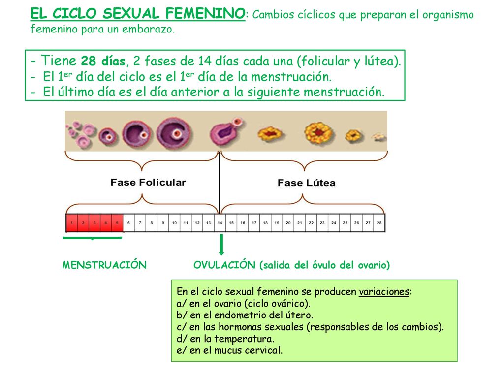 EL CICLO SEXUAL FEMENINO: Cambios cíclicos que preparan el organismo femenino para un embarazo. - Tiene 28 días, 2 fases de 14 días cada una (folicular y lútea). - El 1er día del ciclo es el 1er día de la menstruación. - El último día es el día anterior a la siguiente menstruación.