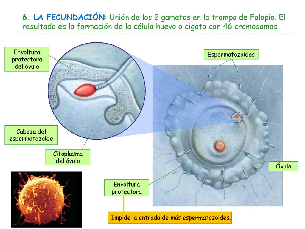 6. LA FECUNDACIÓN: Unión de los 2 gametos en la trompa de Falopio