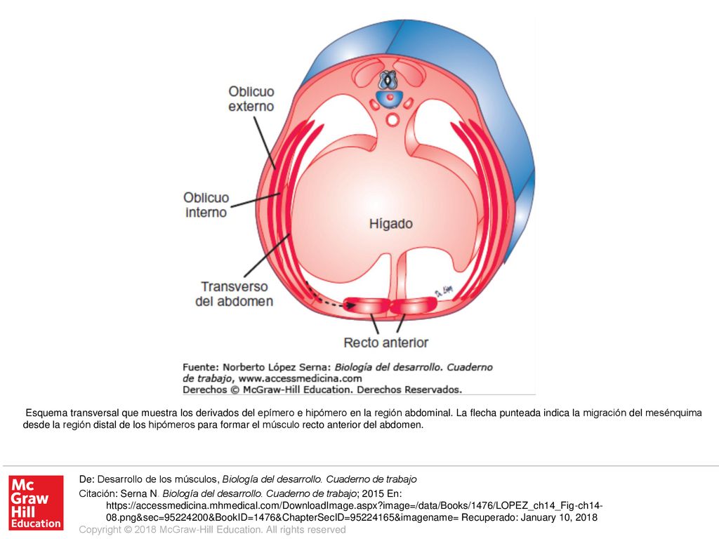 Esquema transversal que muestra los derivados del epímero e hipómero en la región abdominal. La flecha punteada indica la migración del mesénquima desde la región distal de los hipómeros para formar el músculo recto anterior del abdomen.