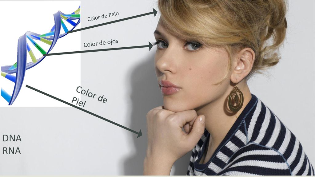 Color de Pelo Color de ojos Color de Piel DNA RNA