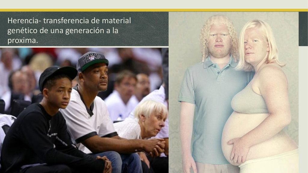 Herencia- transferencia de material genético de una generación a la proxima.