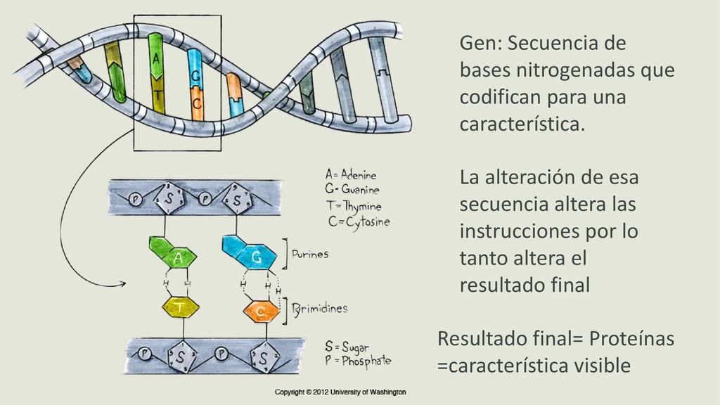 Gen: Secuencia de bases nitrogenadas que codifican para una característica.