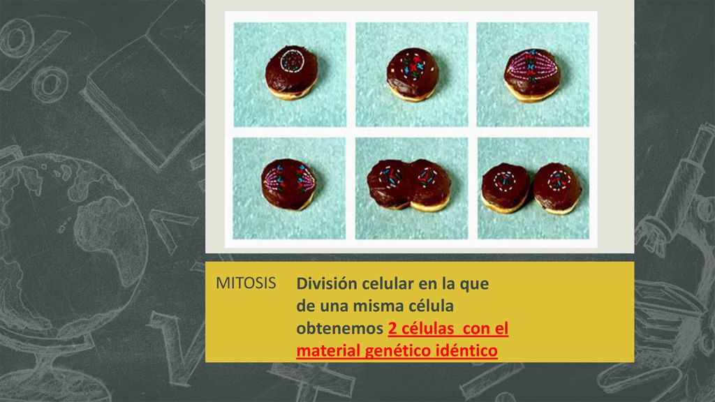 MITOSIS División celular en la que de una misma célula obtenemos 2 células con el material genético idéntico.
