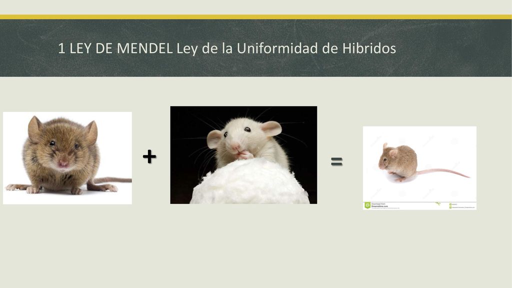 1 LEY DE MENDEL Ley de la Uniformidad de Hibridos