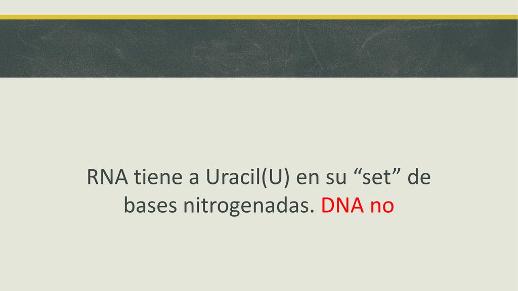RNA tiene a Uracil(U) en su set de bases nitrogenadas. DNA no