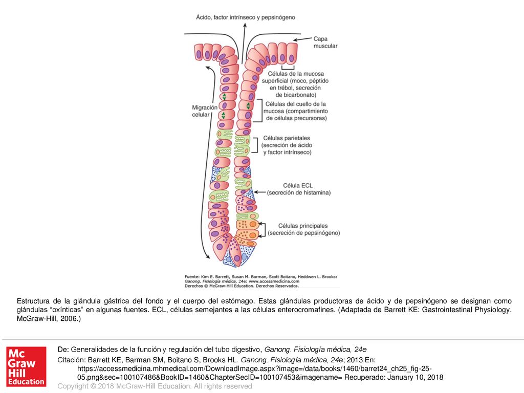 Estructura de la glándula gástrica del fondo y el cuerpo del estómago