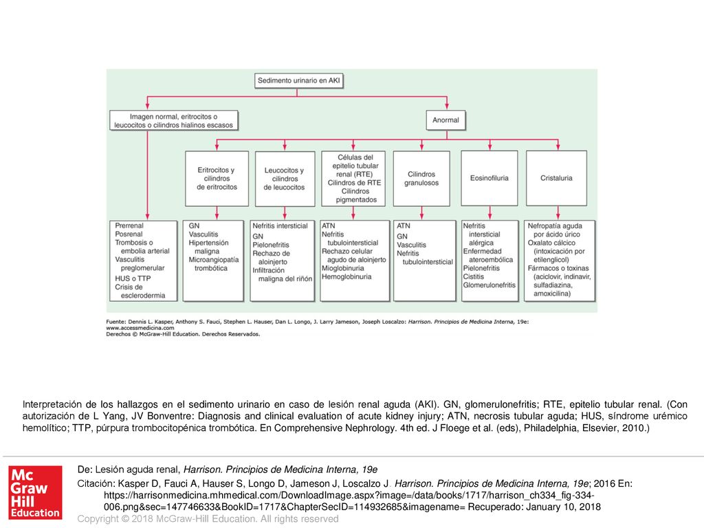 Interpretación de los hallazgos en el sedimento urinario en caso de lesión renal aguda (AKI). GN, glomerulonefritis; RTE, epitelio tubular renal. (Con autorización de L Yang, JV Bonventre: Diagnosis and clinical evaluation of acute kidney injury; ATN, necrosis tubular aguda; HUS, síndrome urémico hemolítico; TTP, púrpura trombocitopénica trombótica. En Comprehensive Nephrology. 4th ed. J Floege et al. (eds), Philadelphia, Elsevier, 2010.)