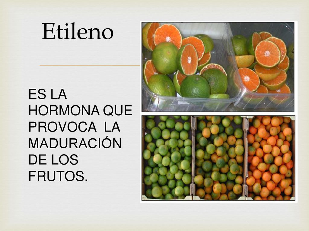 Etileno ES LA HORMONA QUE PROVOCA LA MADURACIÓN DE LOS FRUTOS.