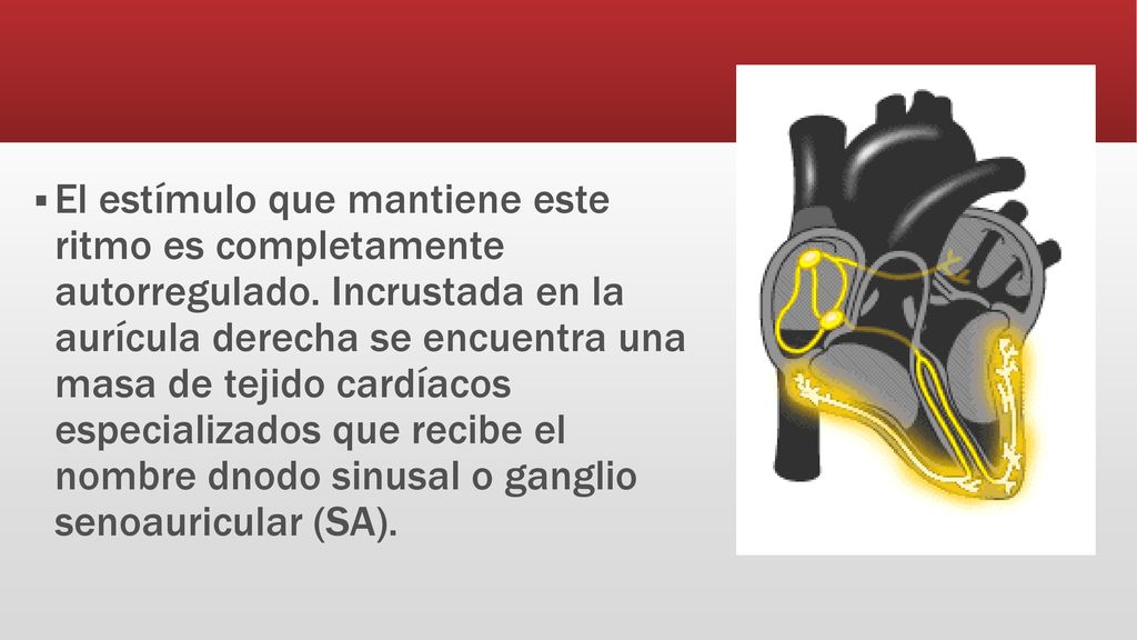 El estímulo que mantiene este ritmo es completamente autorregulado