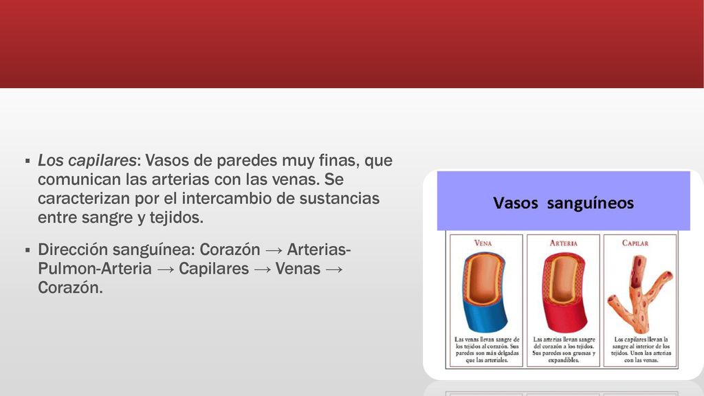 Los capilares: Vasos de paredes muy finas, que comunican las arterias con las venas. Se caracterizan por el intercambio de sustancias entre sangre y tejidos.