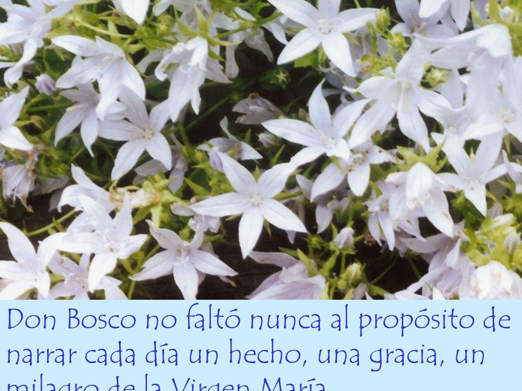 Don Bosco no faltó nunca al propósito de narrar cada día un hecho, una gracia, un milagro de la Virgen María