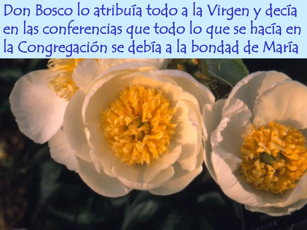 Don Bosco lo atribuía todo a la Virgen y decía en las conferencias que todo lo que se hacía en la Congregación se debía a la bondad de María