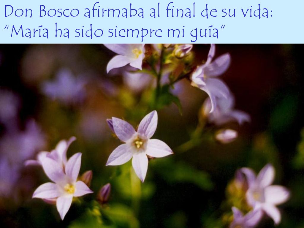Don Bosco afirmaba al final de su vida: María ha sido siempre mi guía