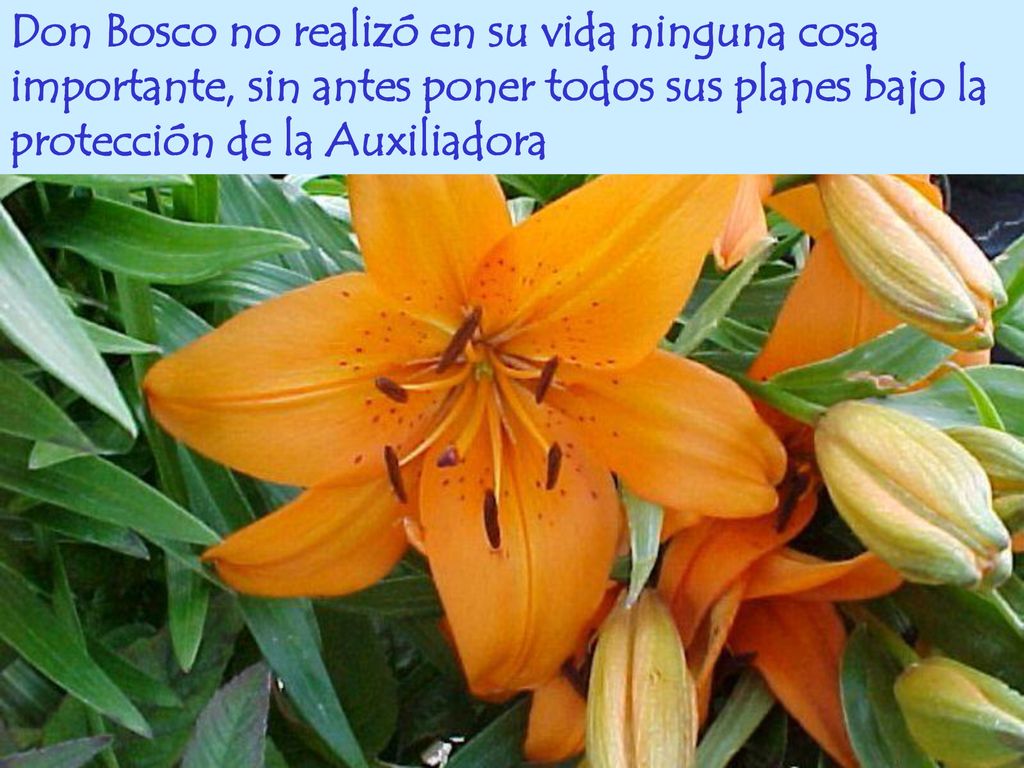 Don Bosco no realizó en su vida ninguna cosa importante, sin antes poner todos sus planes bajo la protección de la Auxiliadora