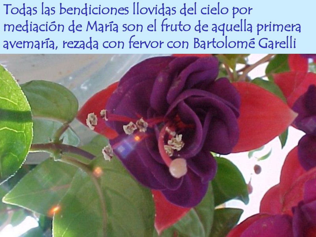 Todas las bendiciones llovidas del cielo por mediación de María son el fruto de aquella primera avemaría, rezada con fervor con Bartolomé Garelli