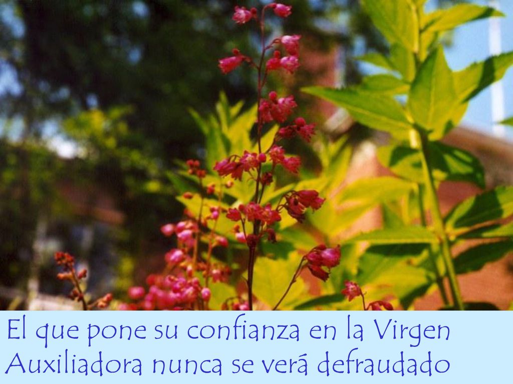 El que pone su confianza en la Virgen Auxiliadora nunca se verá defraudado