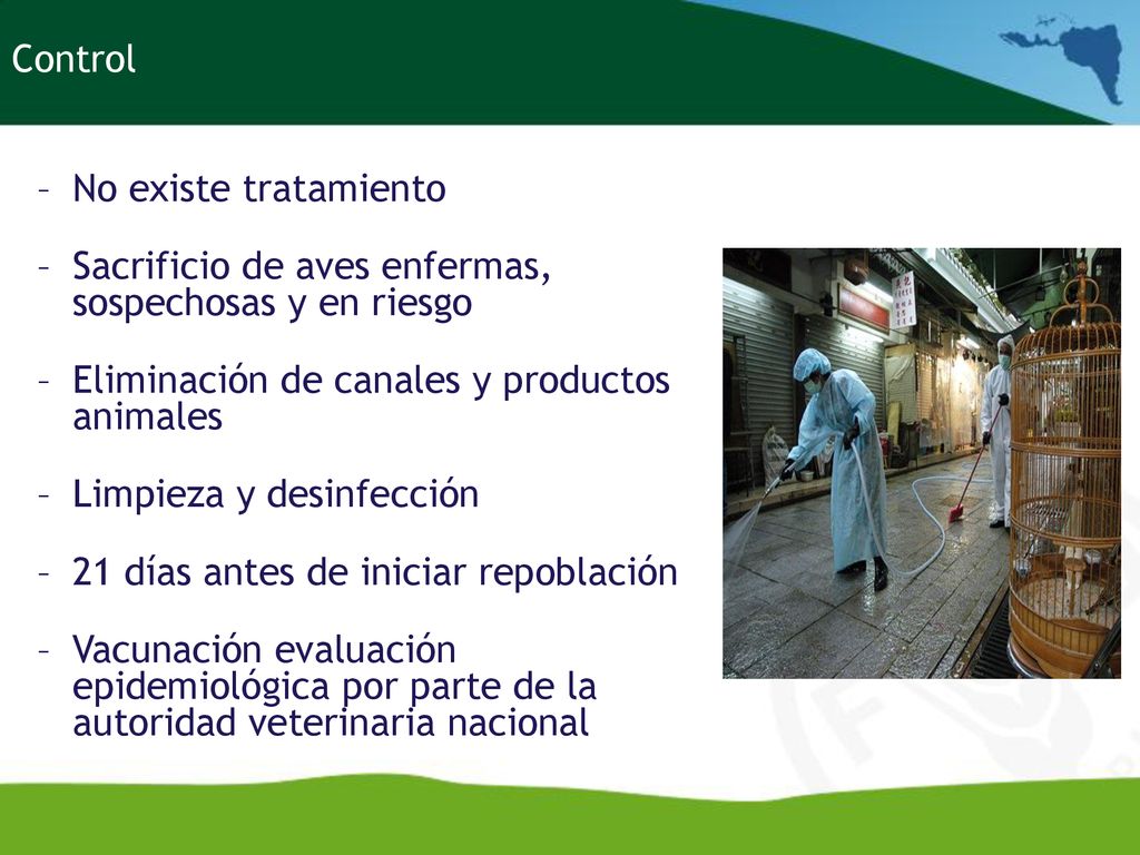 Control No existe tratamiento. Sacrificio de aves enfermas, sospechosas y en riesgo. Eliminación de canales y productos animales.