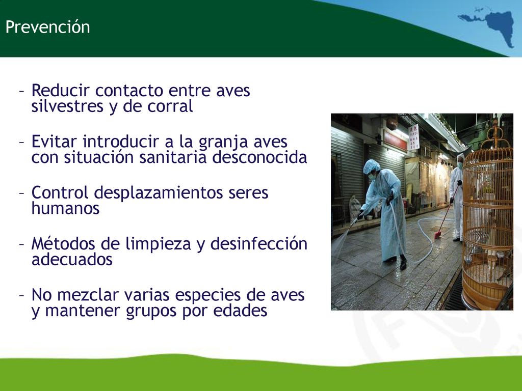 Prevención Reducir contacto entre aves silvestres y de corral. Evitar introducir a la granja aves con situación sanitaria desconocida.