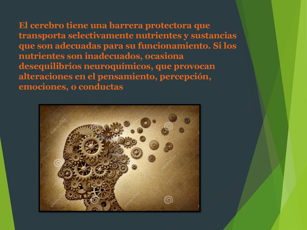 El cerebro tiene una barrera protectora que transporta selectivamente nutrientes y sustancias que son adecuadas para su funcionamiento.