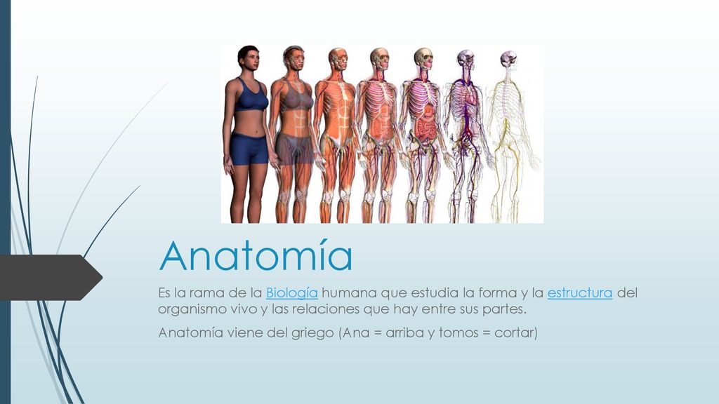 Anatomía Es la rama de la Biología humana que estudia la forma y la estructura del organismo vivo y las relaciones que hay entre sus partes.