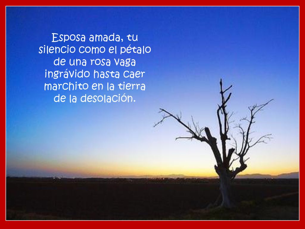 Esposa amada, tu silencio como el pétalo de una rosa vaga ingrávido hasta caer marchito en la tierra de la desolación.