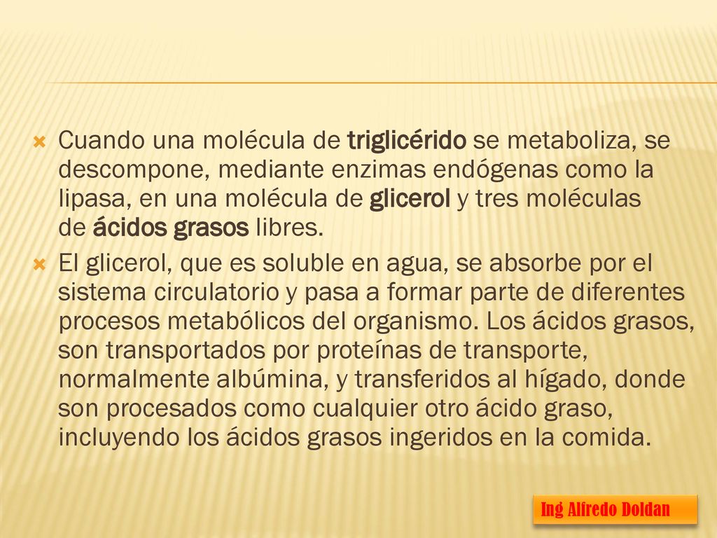Cuando una molécula de triglicérido se metaboliza, se descompone, mediante enzimas endógenas como la lipasa, en una molécula de glicerol y tres moléculas de ácidos grasos libres.