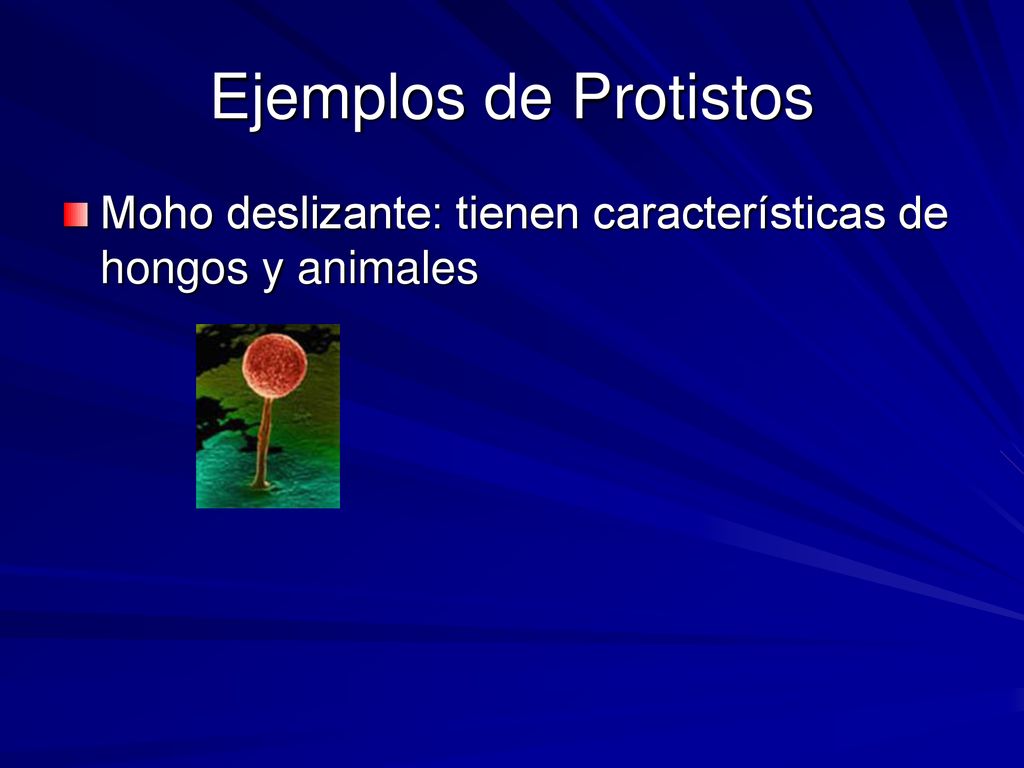 Ejemplos de Protistos Moho deslizante: tienen características de hongos y animales