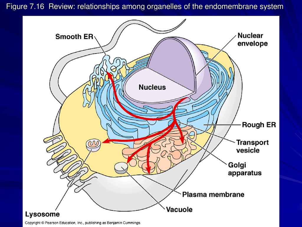 Figure 7.16 Review: relationships among organelles of the endomembrane system