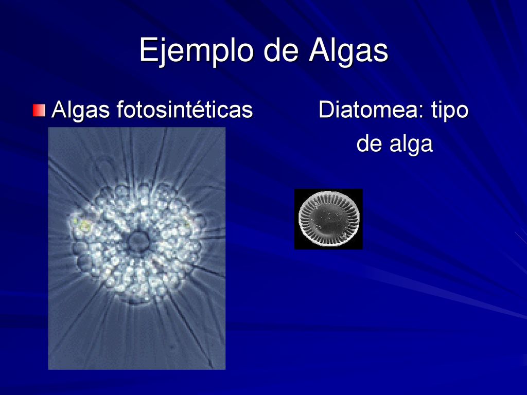 Ejemplo de Algas Algas fotosintéticas Diatomea: tipo de alga