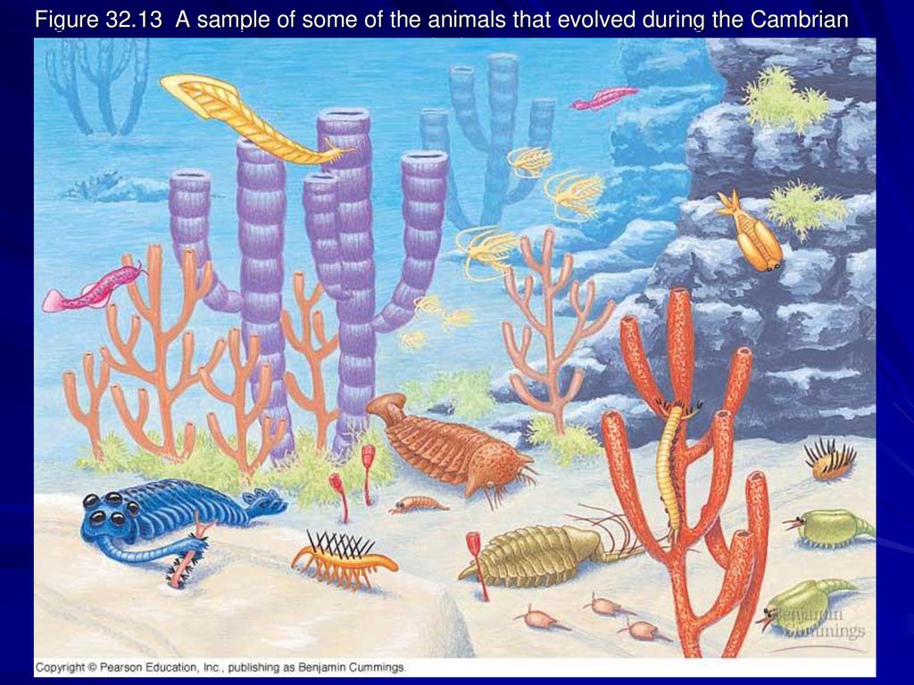Figure A sample of some of the animals that evolved during the Cambrian explosion