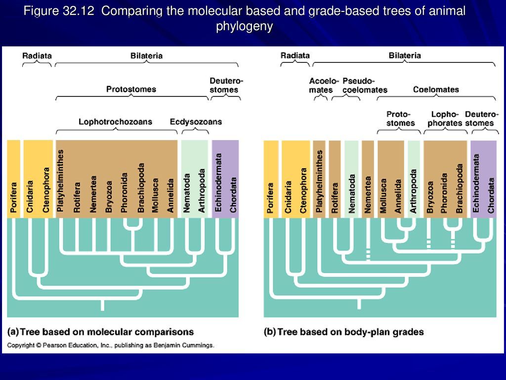 Figure Comparing the molecular based and grade-based trees of animal phylogeny