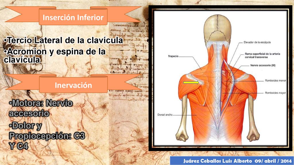 Tercio Lateral de la clavícula Acromion y espina de la clavícula